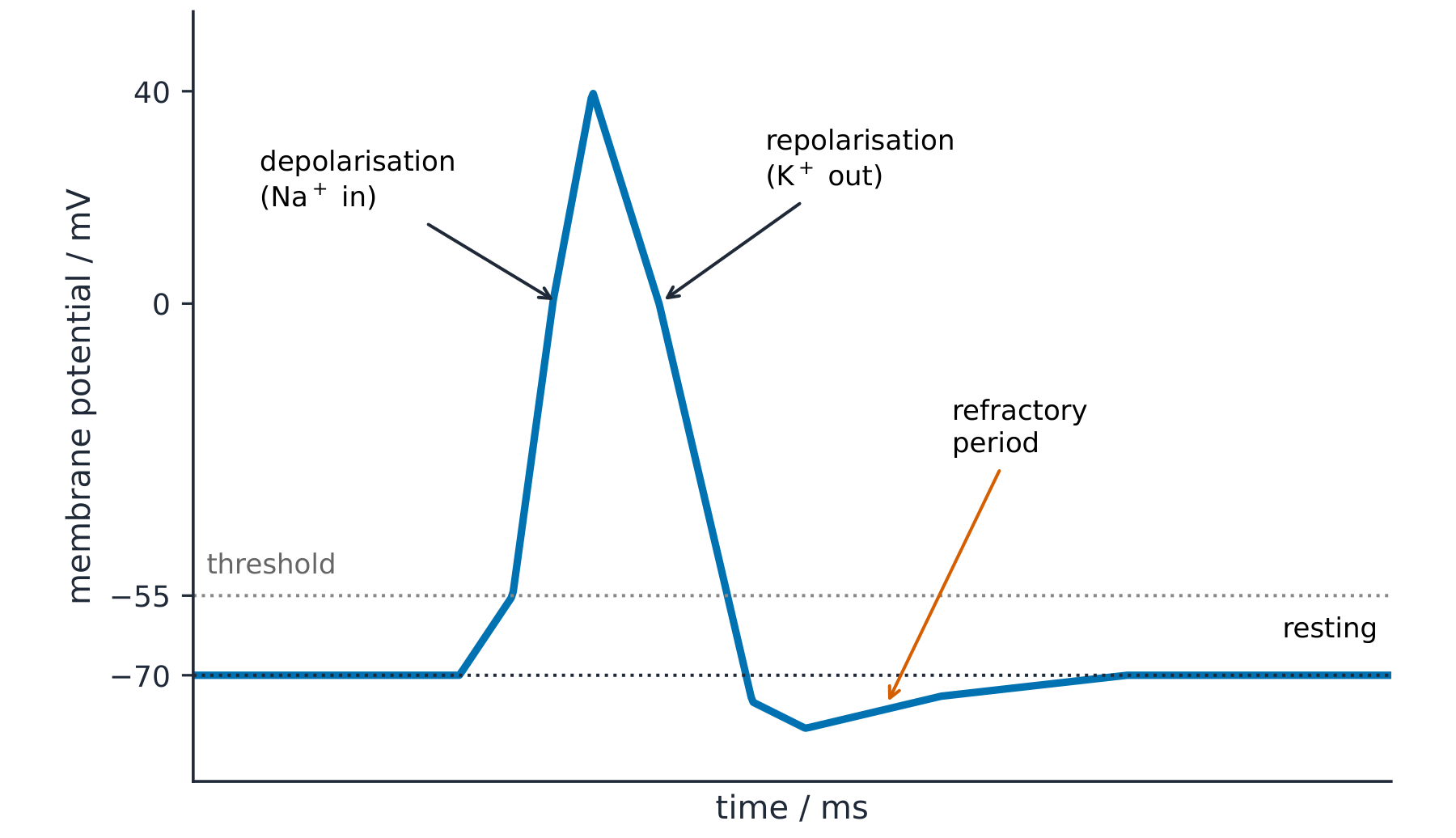 A graph of membrane potential over time: resting at -70 mV, a spike up to +40 mV as sodium enters (depolarisation), a fall as potassium leaves (repolarisation), then a refractory dip before returning to rest