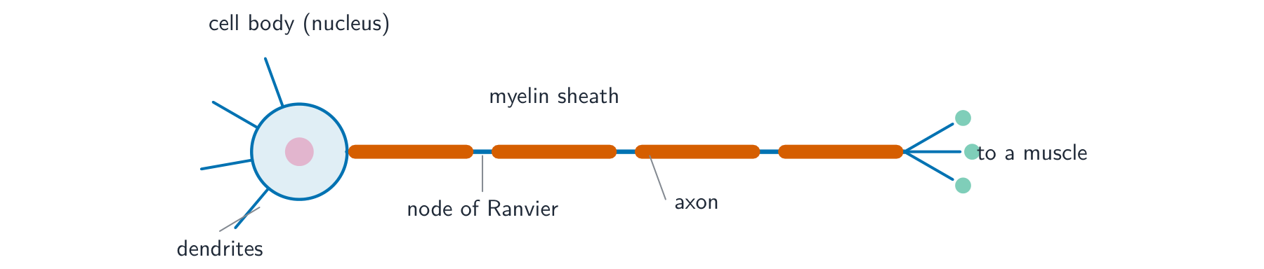 A motor neurone with a cell body holding the nucleus, dendrites, a long axon wrapped in a myelin sheath with nodes of Ranvier between segments, ending in terminals at a muscle