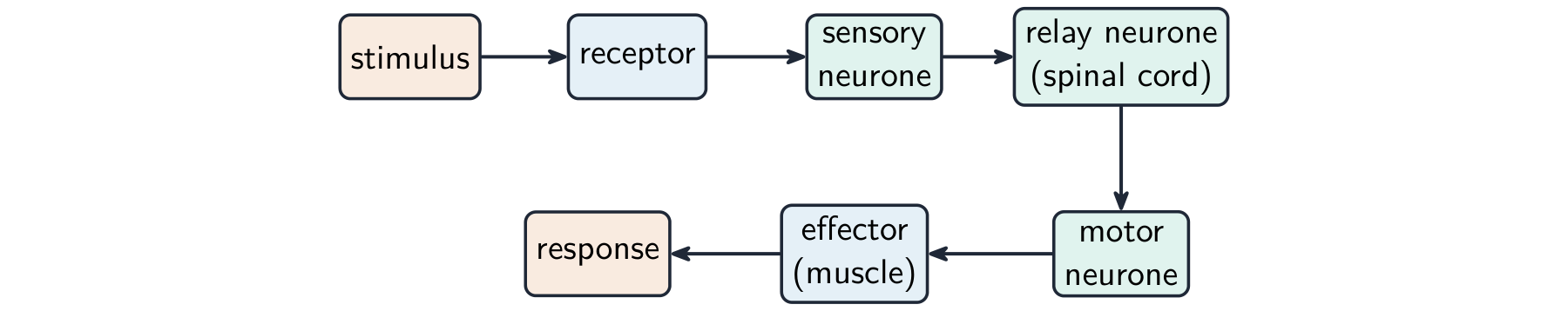 A reflex arc: a stimulus is detected by a receptor, passed along a sensory neurone to a relay neurone in the spinal cord, then to a motor neurone and an effector muscle, producing a response