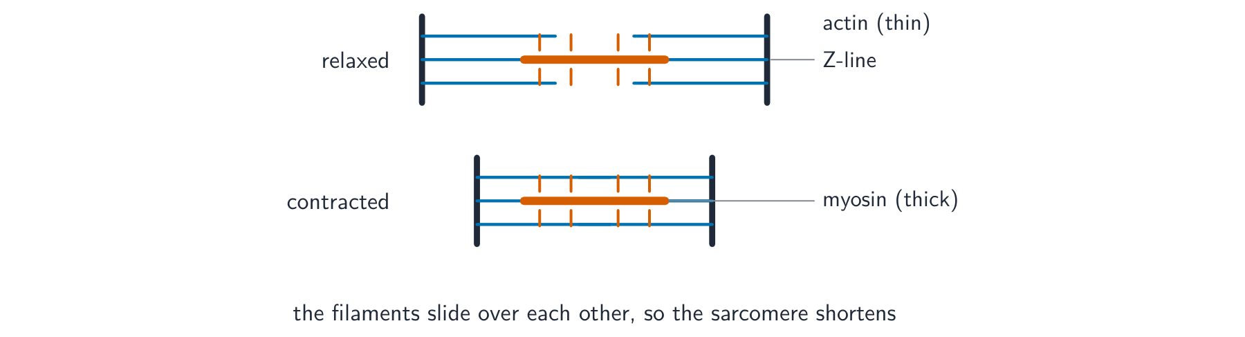 A relaxed sarcomere above a contracted one: the thin actin and thick myosin filaments overlap more in the contracted one, so its Z-lines are closer together