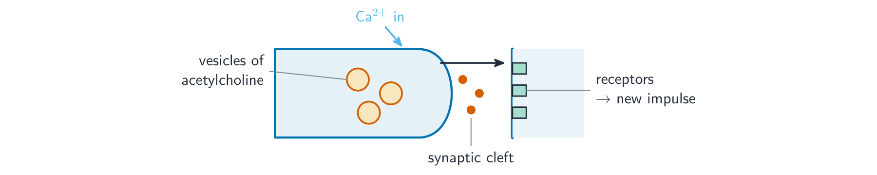 A synapse: the arriving impulse lets calcium ions in, vesicles release acetylcholine into the synaptic cleft, and it binds receptors on the next neurone to start a new impulse