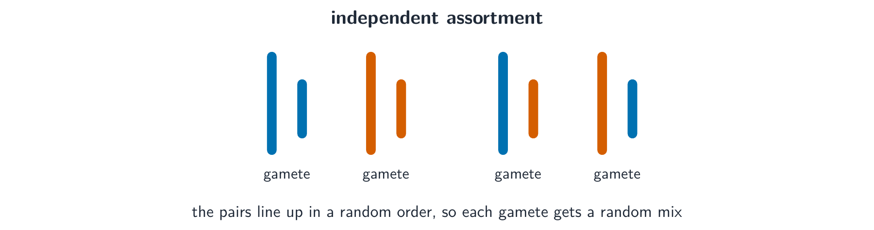 Four possible gametes, each with a tall and a short chromosome in a different mix of the two parental colours