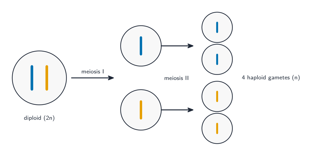 A diploid cell with one chromosome pair divides by meiosis I into two cells, then by meiosis II into four haploid gametes