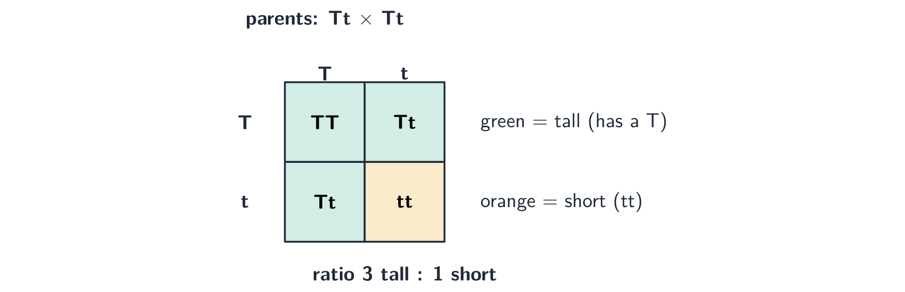 A Punnett square for a Tt by Tt cross: the gametes T and t combine to give TT, Tt, Tt and tt, three of which are tall and one short