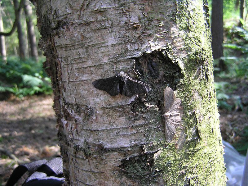 Two peppered moths resting on a tree trunk: a dark, almost black moth on the pale lichen-covered bark on the left, and a pale speckled moth on the darker bark on the right