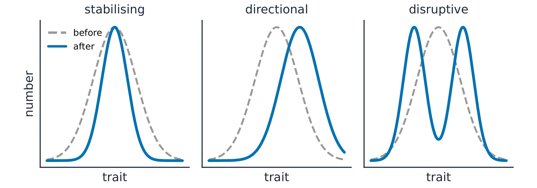 Three graphs comparing a trait distribution before and after selection: stabilising makes it narrower, directional shifts it to one side, and disruptive splits it into two peaks
