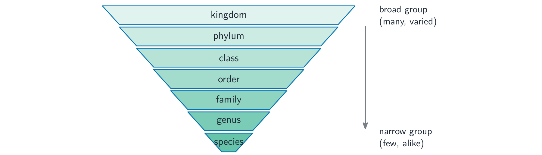 An inverted funnel of seven bands from a broad kingdom at the top down to a narrow species at the bottom, getting smaller and more alike at each level