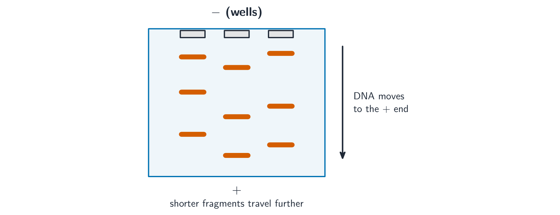 A gel with wells at the negative end and DNA fragments moving down towards the positive end; shorter fragments travel further, separating into bands