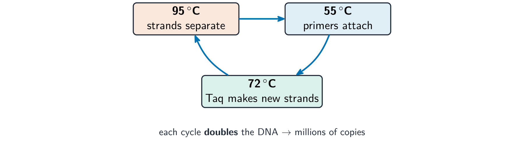 A three-step cycle: heating to 95 degrees separates the strands, cooling to 55 degrees lets primers attach, and 72 degrees lets Taq polymerase build new strands, which repeats to double the DNA each time