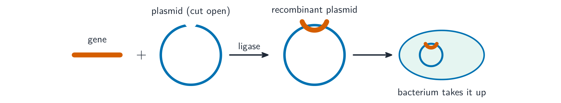 A gene joined into a cut-open plasmid by ligase to make a recombinant plasmid, which is then taken up by a bacterium