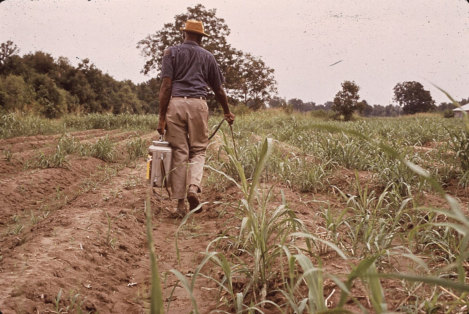 A tractor spraying a crop in a field