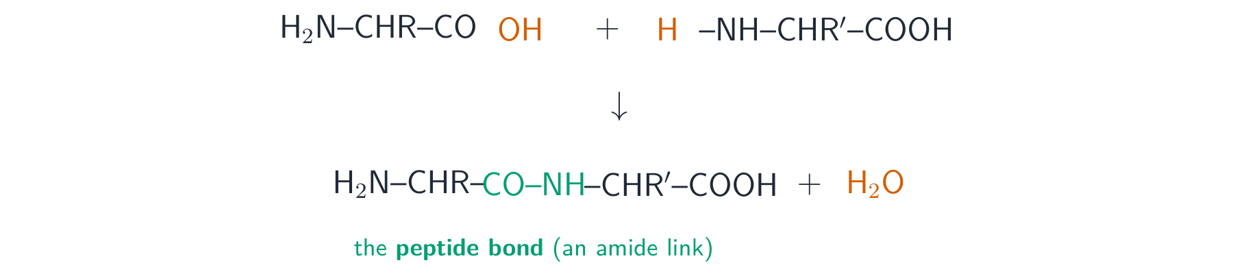 Two amino acids condensing: the OH from one carboxyl and the H from the other amino group leave as water, forming a peptide bond
