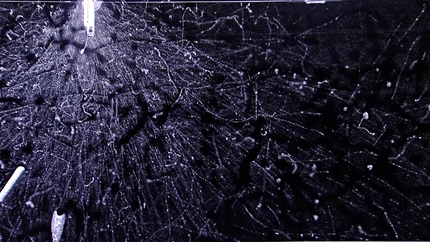 A radioactive source inside a cloud chamber, with many thin wispy white beta-particle tracks fanning out from it across the dark vapour
