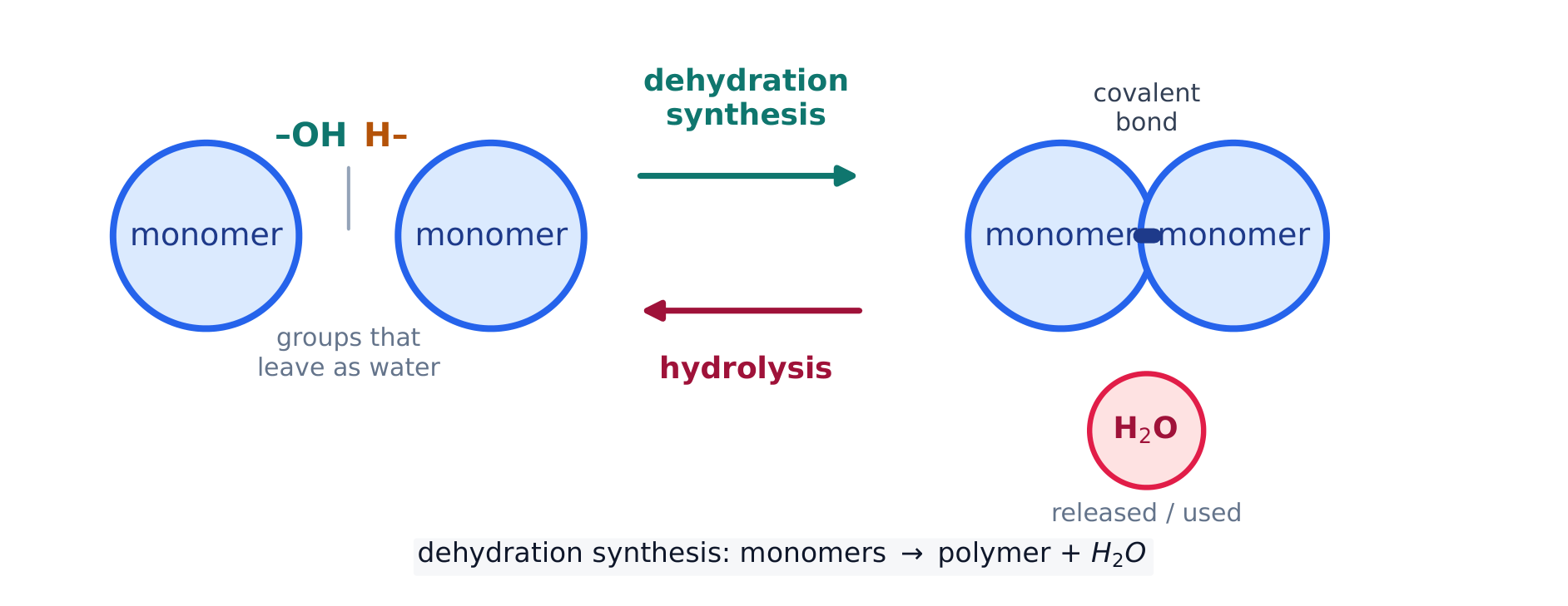 Dehydration synthesis builds polymers and releases water; hydrolysis reverses it