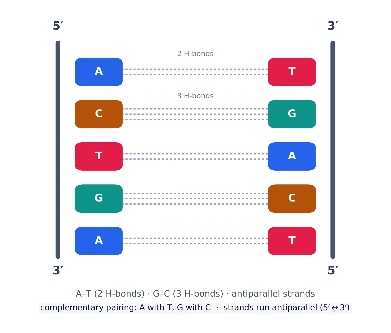 Complementary base pairing holds the two antiparallel strands of DNA together