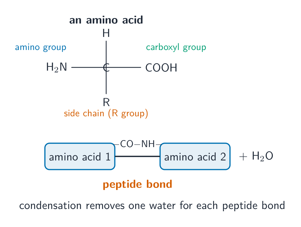 An amino acid, and the peptide bond formed by condensation