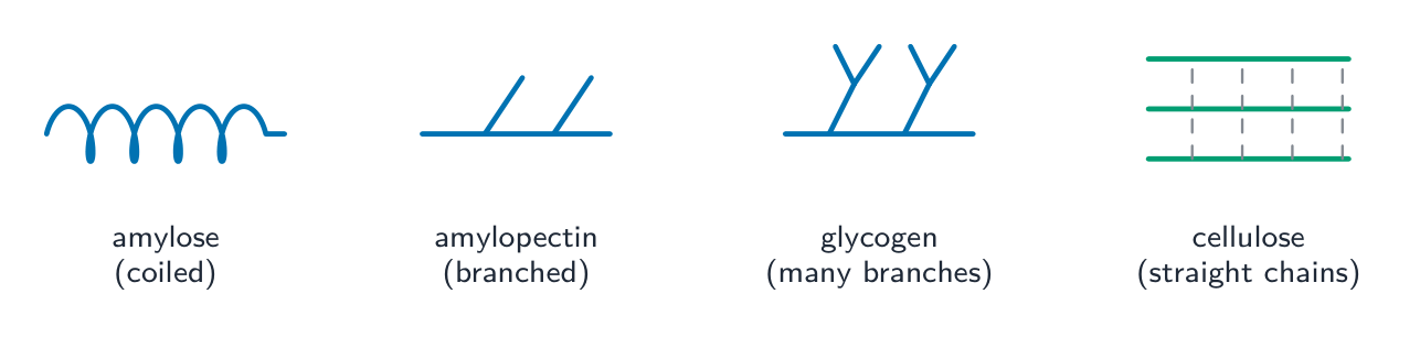 The shapes of storage polysaccharides (starch, glycogen) and structural cellulose