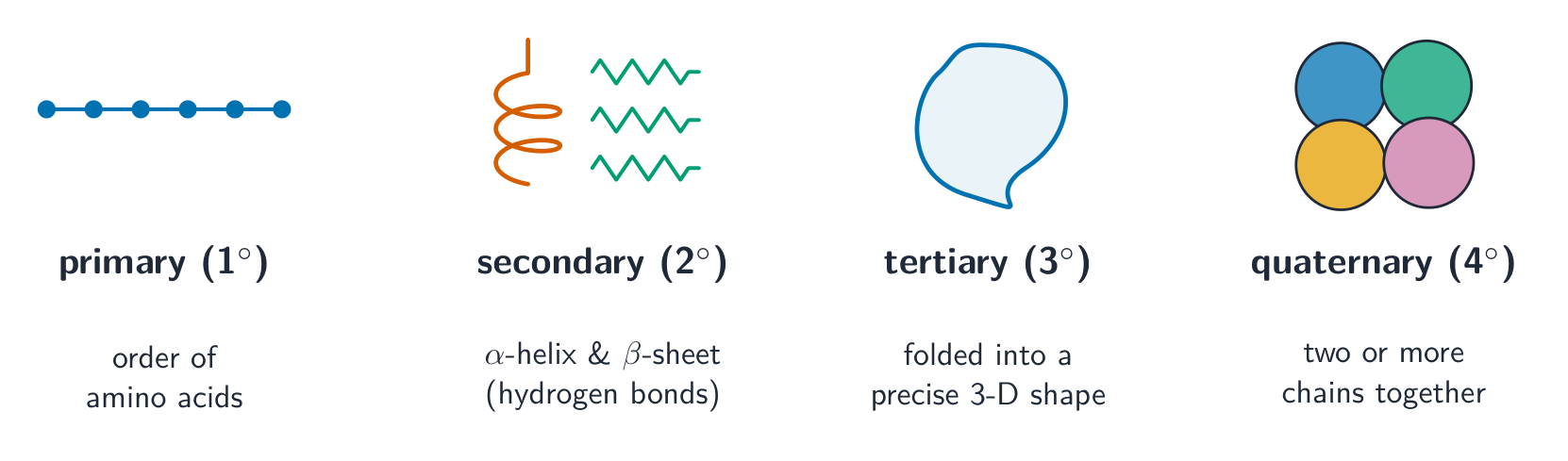 The four levels of protein structure