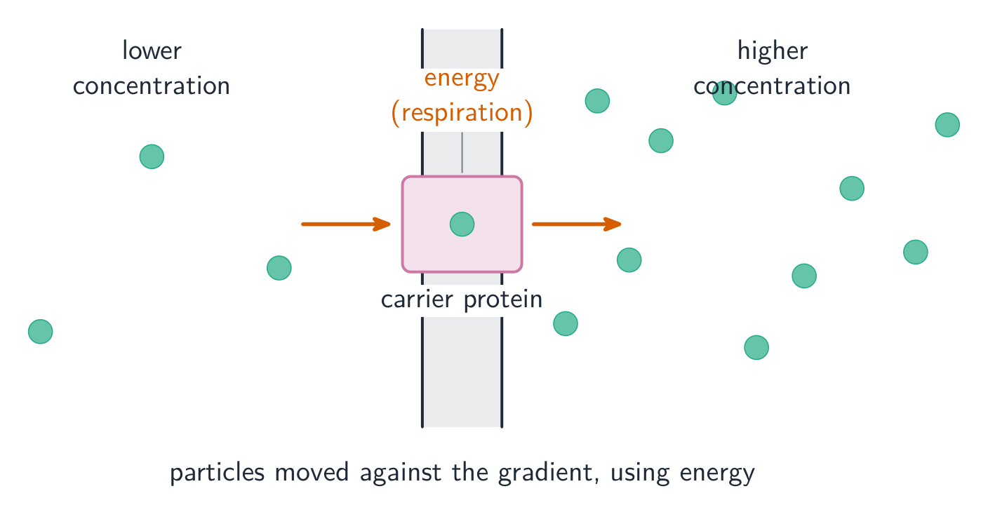 Active transport moves particles against the gradient, using ATP and a carrier protein