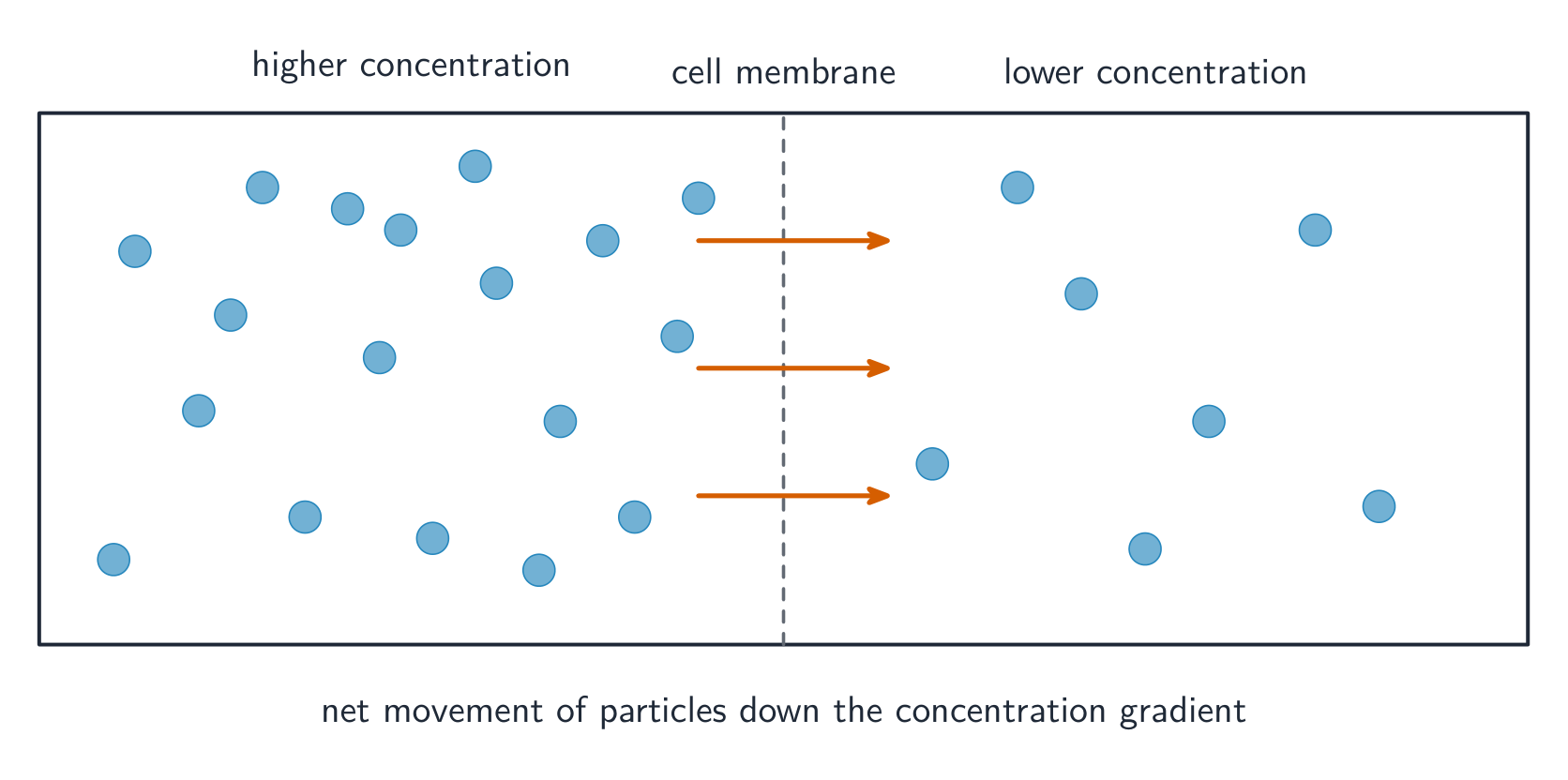 Diffusion: particles spread from higher to lower concentration, down the gradient