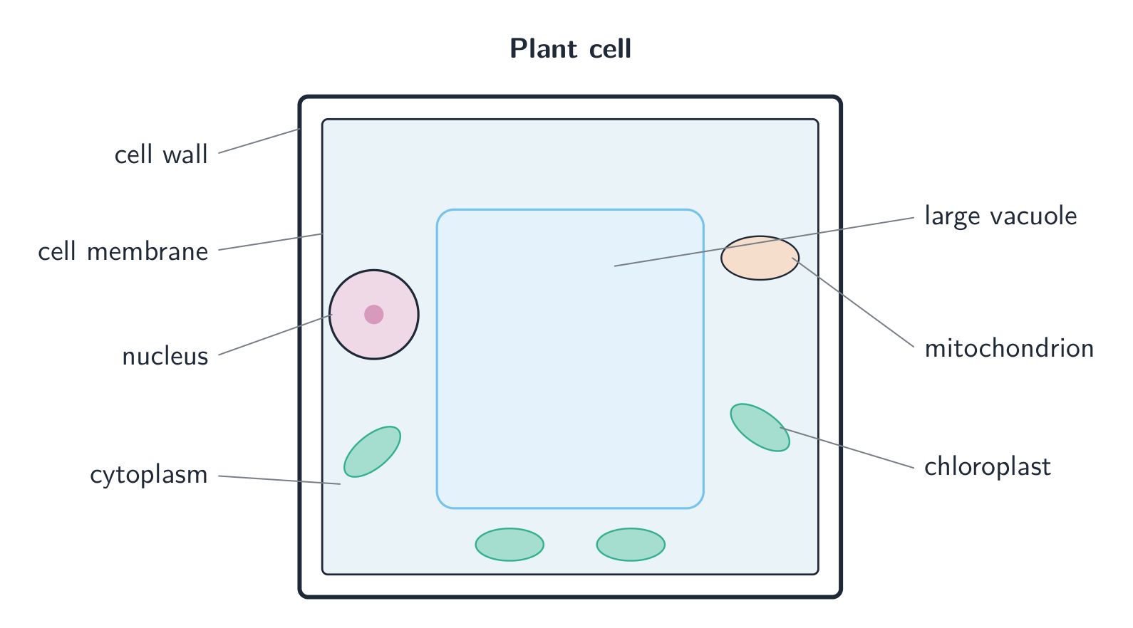 A plant cell also has a cell wall, a large vacuole, and chloroplasts