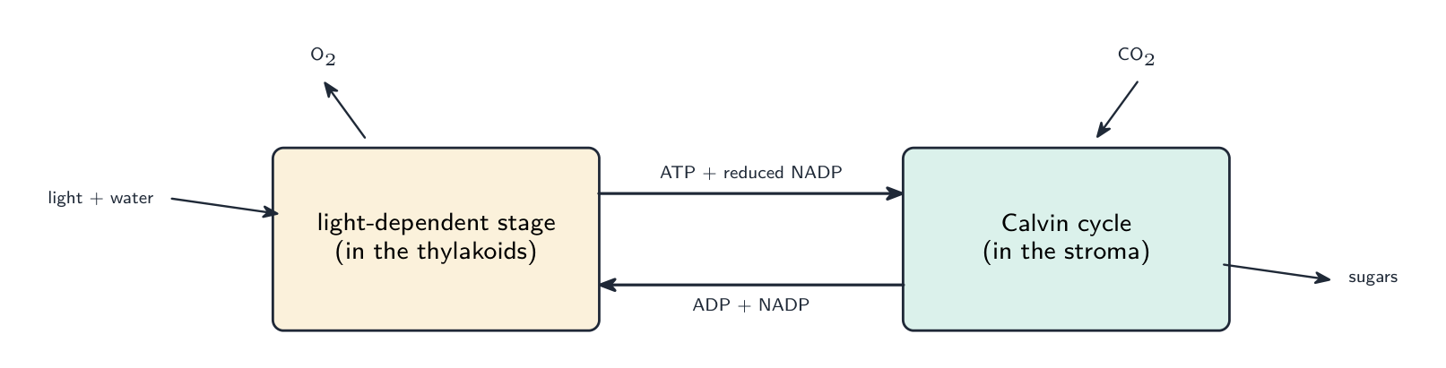 The two stages of photosynthesis are linked by ATP and NADPH