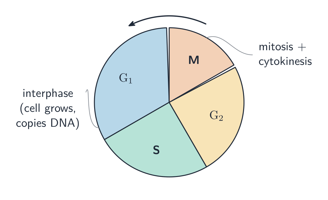 The cell cycle: interphase, then mitosis and cytokinesis