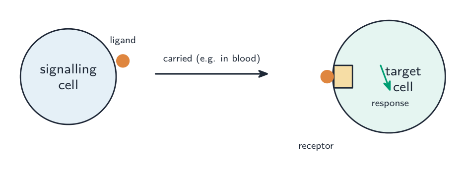 A signal molecule (ligand) binds a matching receptor on the target cell