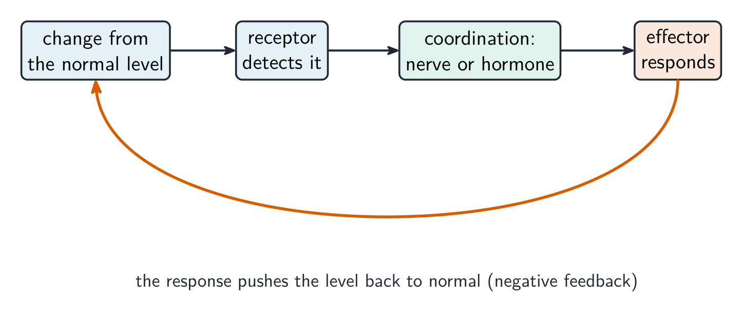 Negative feedback detects and corrects a change