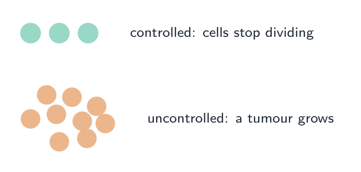 Uncontrolled division from failed checkpoints forms a tumour