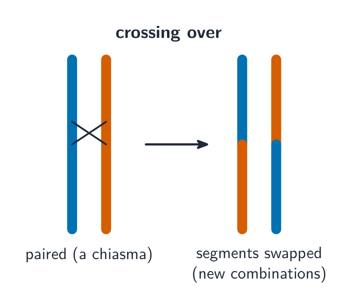 Crossing over swaps segments between homologous chromosomes