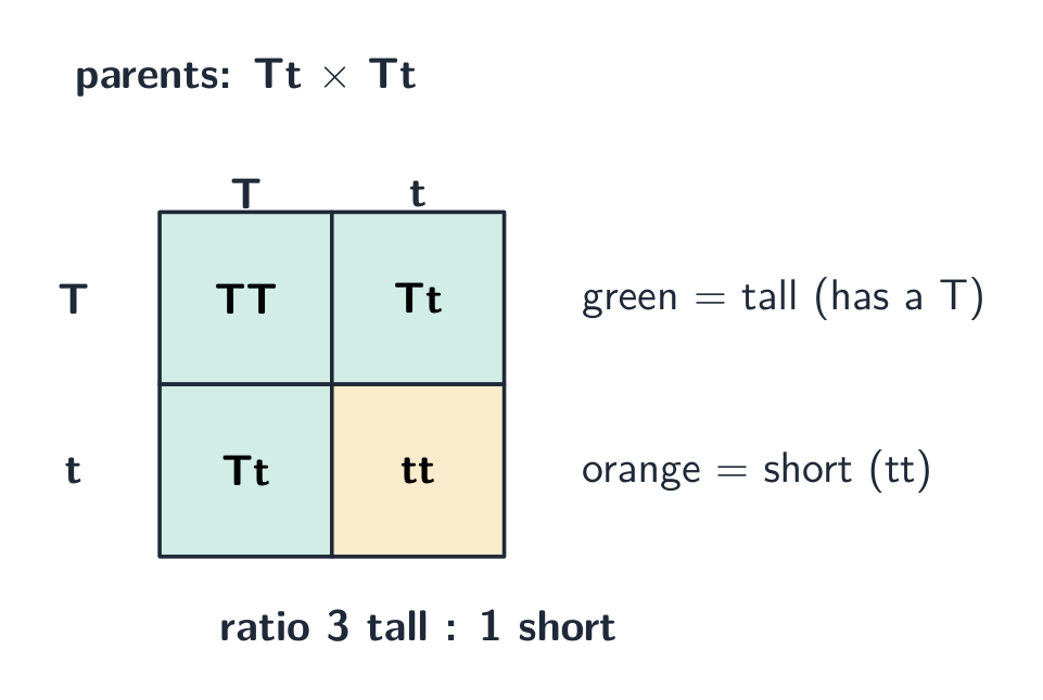 A monohybrid Punnett square giving a 3:1 ratio