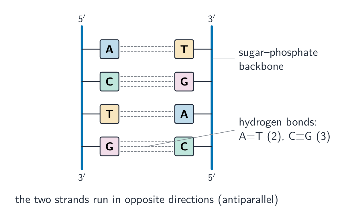 DNA: two antiparallel strands held by complementary base pairs