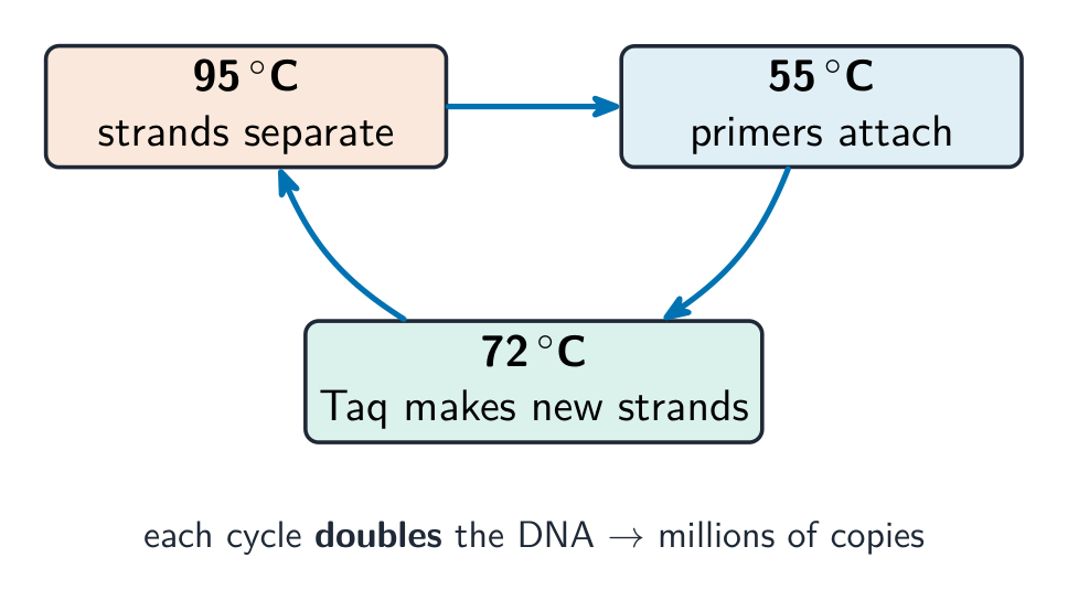 The polymerase chain reaction doubles the DNA each cycle
