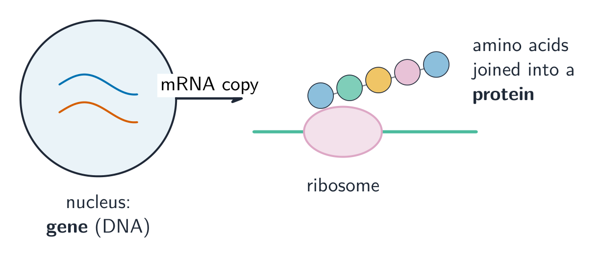 mRNA is read by a ribosome to build a protein from amino acids