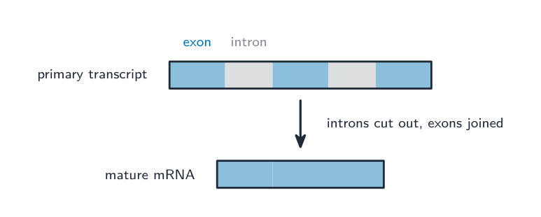 Introns are removed and exons joined to make mature mRNA