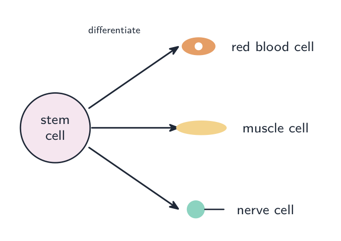 A stem cell differentiates into specialised cell types