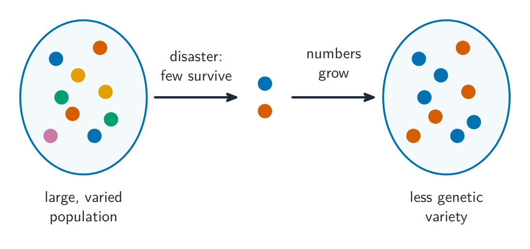 A population bottleneck reduces genetic variety