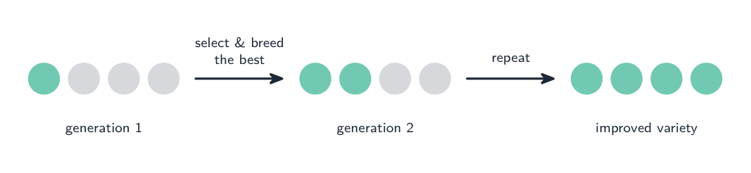 Selective breeding makes a wanted feature more common over generations