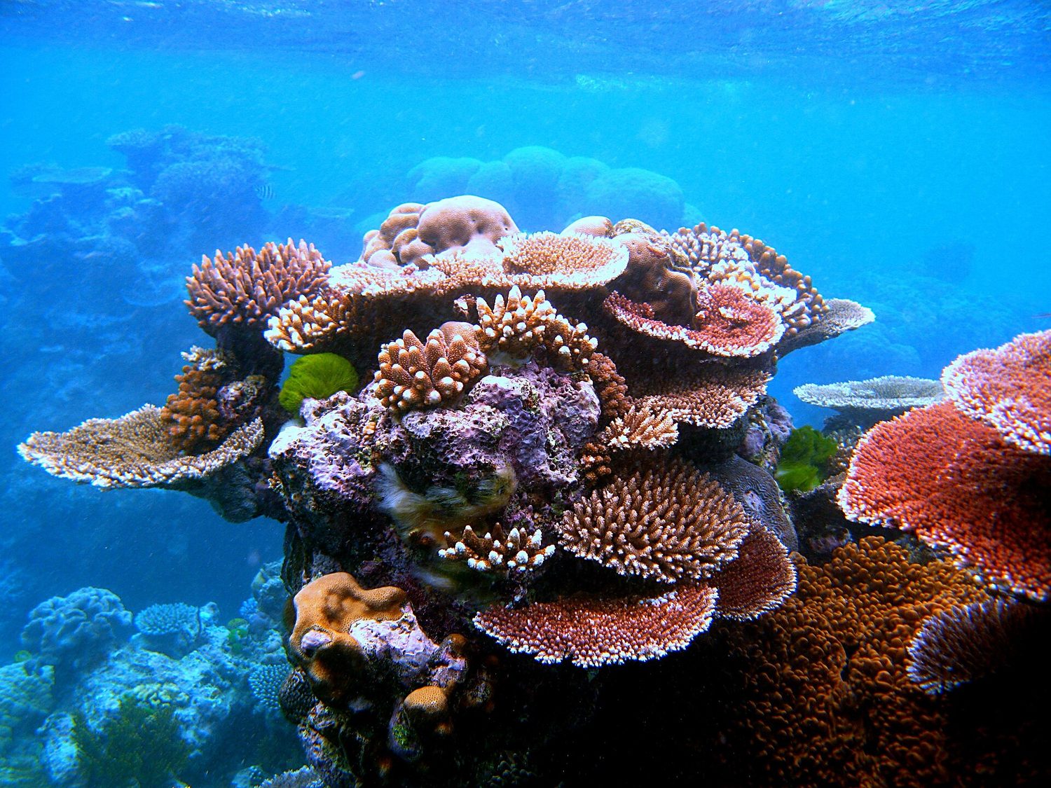 Coral reef outcrop: high biodiversity in a productive marine ecosystem