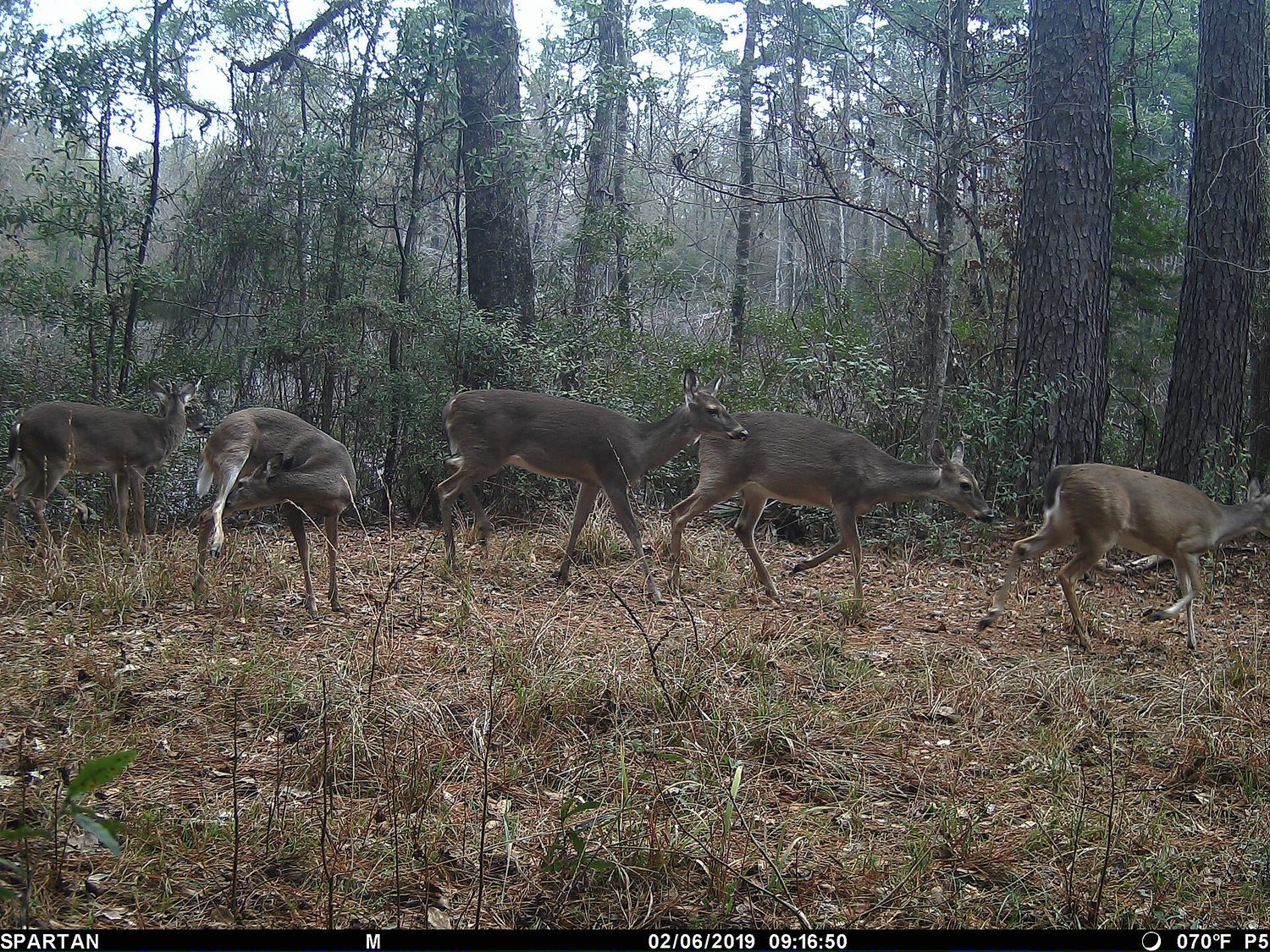 A dense deer herd: density-dependent factors such as disease and food competition intensify as numbers rise