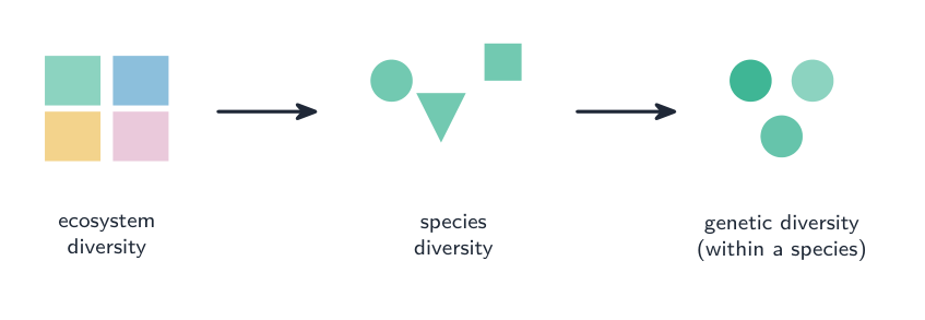 Biodiversity at three levels: genetic, species, and habitat