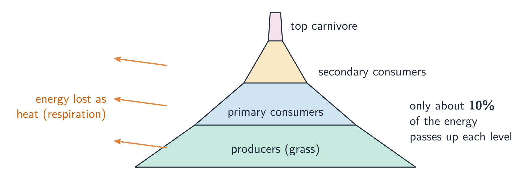 Only about 10% of the energy passes to the next trophic level