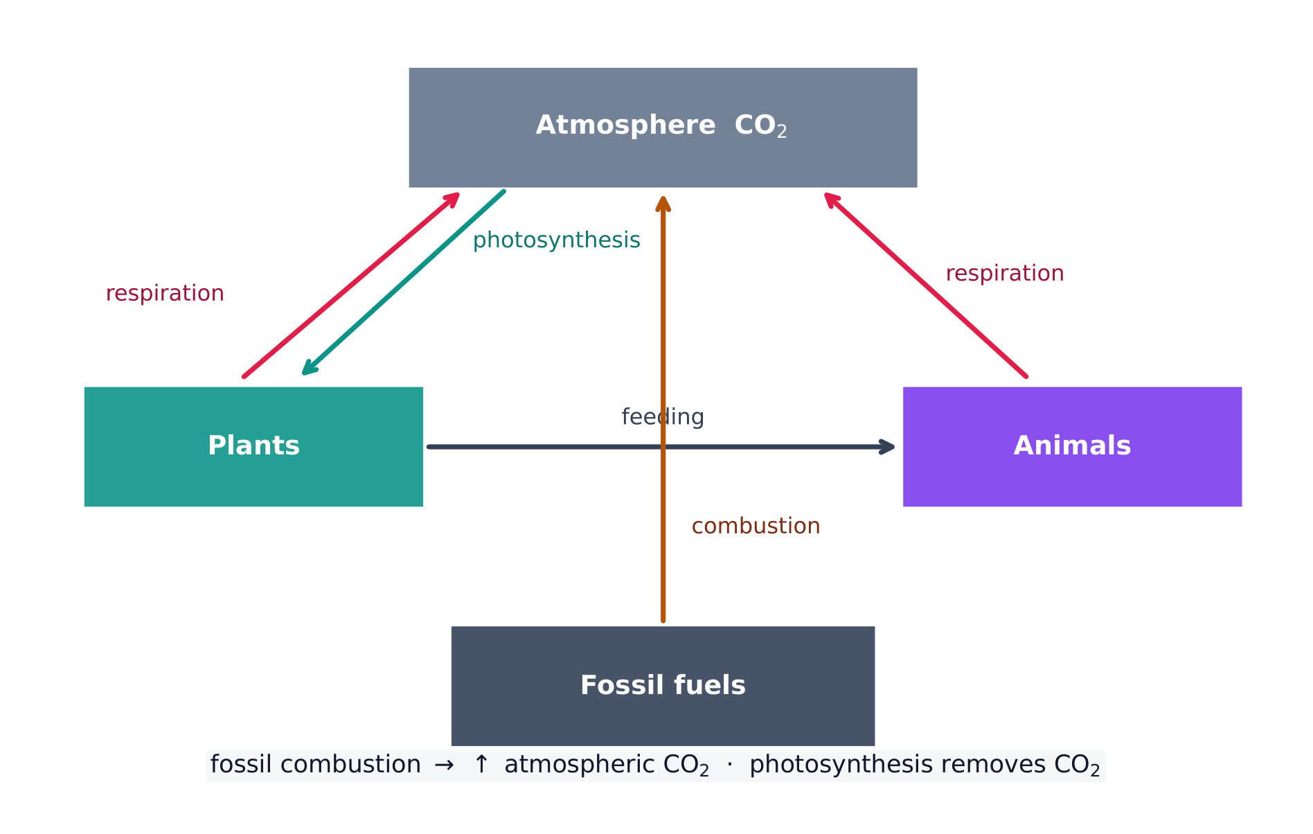 The carbon cycle moves carbon among the atmosphere, living things, and fossil fuels