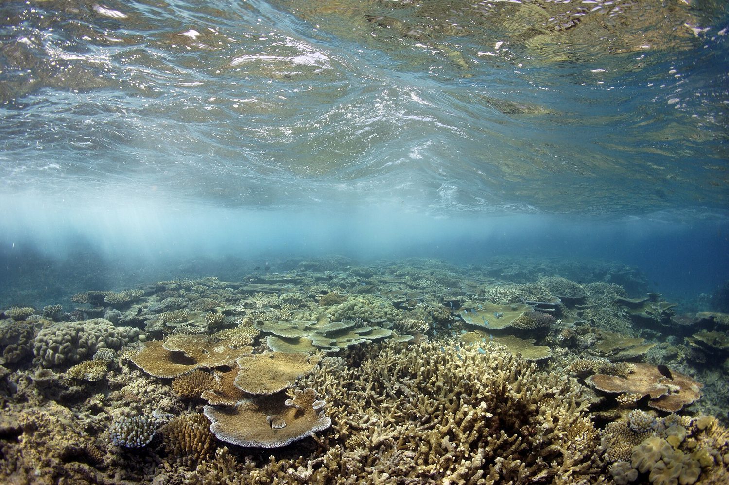 A coral reef: high biodiversity concentrates species and ecosystem services in a small area