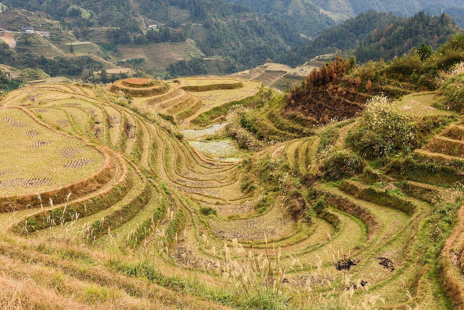 Green rice paddies shaped into curving level steps that follow the contours of a steep hillside