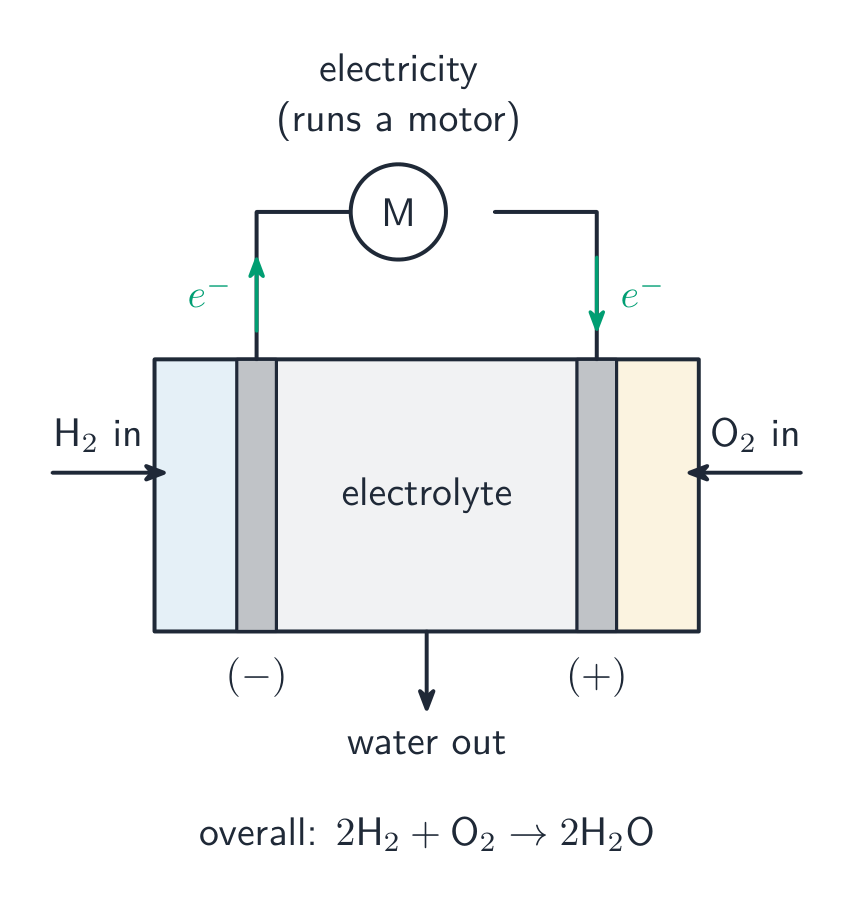 A hydrogen-oxygen fuel cell makes electricity, with water as the only product
