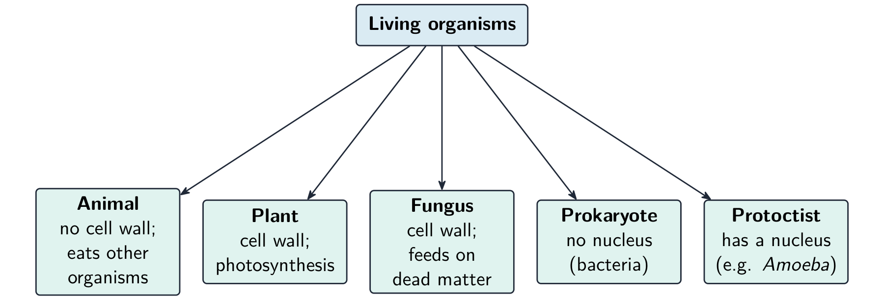 A branching diagram: living organisms split into five kingdoms — Animal, Plant, Fungus, Prokaryote and Protoctist — each with a key feature