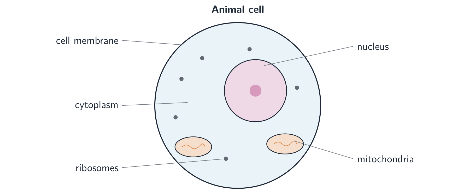 A labelled animal cell: a round cell membrane enclosing cytoplasm, a nucleus, mitochondria and ribosomes
