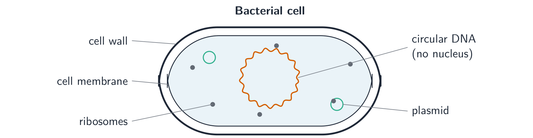 A labelled bacterial cell: a cell wall and membrane around cytoplasm holding a single loop of DNA, small plasmids and ribosomes, with no nucleus